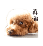 Poodle-This Is Acting（個別スタンプ：11）