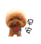 Poodle-This Is Acting（個別スタンプ：16）
