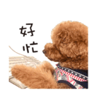 Poodle-This Is Acting（個別スタンプ：22）