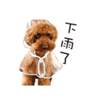 Poodle-This Is Acting（個別スタンプ：24）