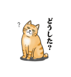 太り気味の猫（個別スタンプ：16）