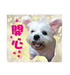 Blind dog FatLily（個別スタンプ：11）