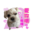 Blind dog FatLily（個別スタンプ：19）