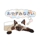 てくてく まるこねこ（個別スタンプ：40）