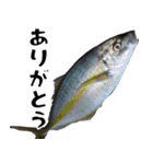 釣りのお魚スタンプ（個別スタンプ：4）