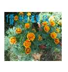 Landscape flowers of the West（個別スタンプ：4）