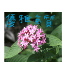 Landscape flowers of the West（個別スタンプ：6）