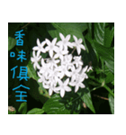 Landscape flowers of the West（個別スタンプ：7）