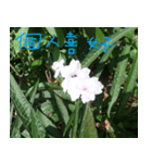 Landscape flowers of the West（個別スタンプ：8）