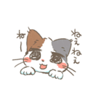 短パンをはいたねこ（個別スタンプ：36）