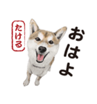 柴犬まみれ・その壱（個別スタンプ：1）