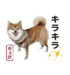 柴犬まみれ・その壱（個別スタンプ：6）