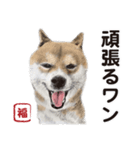 柴犬まみれ・その壱（個別スタンプ：12）