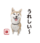 柴犬まみれ・その壱（個別スタンプ：14）