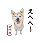 柴犬まみれ・その壱（個別スタンプ：17）