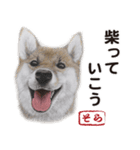 柴犬まみれ・その壱（個別スタンプ：21）