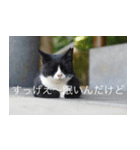 公園猫（個別スタンプ：3）