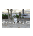 公園猫（個別スタンプ：9）