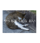 公園猫（個別スタンプ：11）