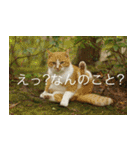 公園猫（個別スタンプ：13）