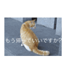 公園猫（個別スタンプ：17）