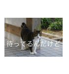 公園猫（個別スタンプ：23）