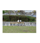 公園猫（個別スタンプ：25）