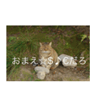 公園猫（個別スタンプ：27）