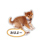 しばいぬハナコ4【柴犬写真】（個別スタンプ：1）