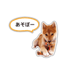 しばいぬハナコ4【柴犬写真】（個別スタンプ：9）