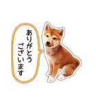 しばいぬハナコ4【柴犬写真】（個別スタンプ：16）