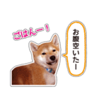 しばいぬハナコ4【柴犬写真】（個別スタンプ：17）