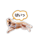 しばいぬハナコ4【柴犬写真】（個別スタンプ：19）