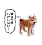 しばいぬハナコ4【柴犬写真】（個別スタンプ：21）