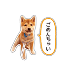 しばいぬハナコ4【柴犬写真】（個別スタンプ：25）