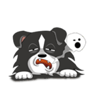 Border Collie - black and white brother（個別スタンプ：17）
