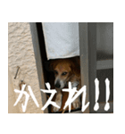 宮古島の守り神犬スタンプ～実用・挨拶編～（個別スタンプ：6）