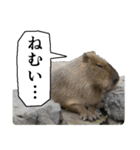 動物たちの心の叫び（個別スタンプ：8）