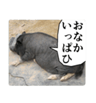 動物たちの心の叫び（個別スタンプ：10）