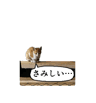 動物たちの心の叫び（個別スタンプ：23）