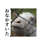 動物たちの心の叫び（個別スタンプ：25）