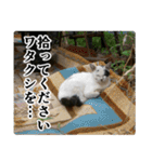 動物たちの心の叫び（個別スタンプ：29）