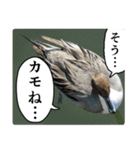 動物たちの心の叫び2（個別スタンプ：2）