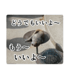 動物たちの心の叫び2（個別スタンプ：6）