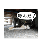 動物たちの心の叫び2（個別スタンプ：7）