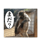 動物たちの心の叫び2（個別スタンプ：11）