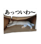 動物たちの心の叫び2（個別スタンプ：15）