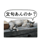 動物たちの心の叫び2（個別スタンプ：23）