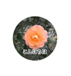 薔薇の写真敬語スタンプ（個別スタンプ：2）