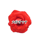 薔薇の写真敬語スタンプ（個別スタンプ：15）